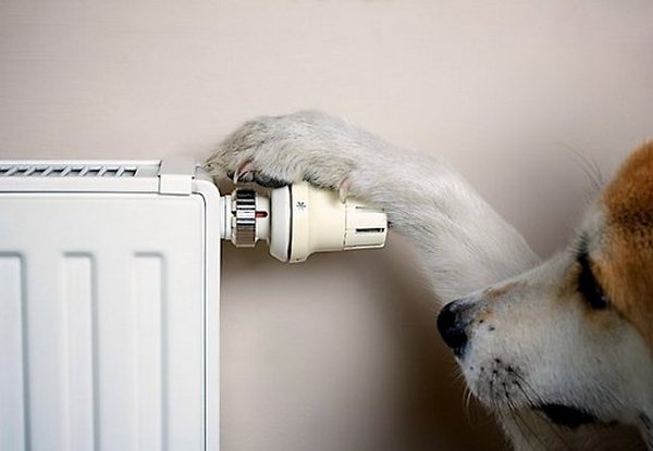 радиатор отопления и собака